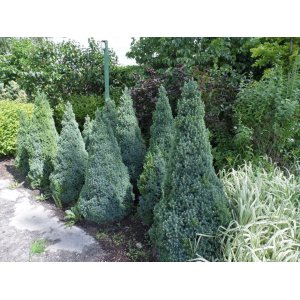 Smrek biely (Picea glauca) ´SANDER´S BLUE´ – výška: 30-50 cm, kont. C3L
